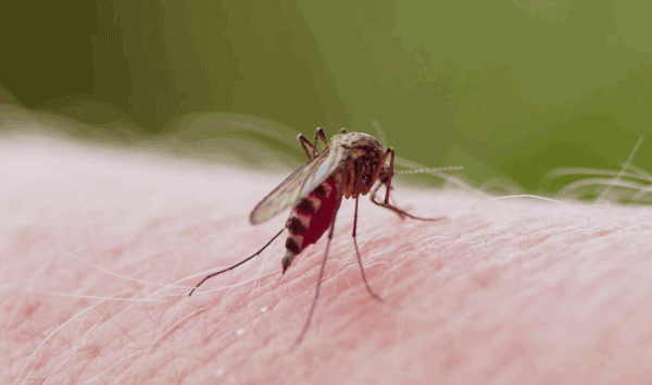 蚊子最大的“天敌”，竟不是蚊香？可别不信，只需5分钟蚊子消失-有驾