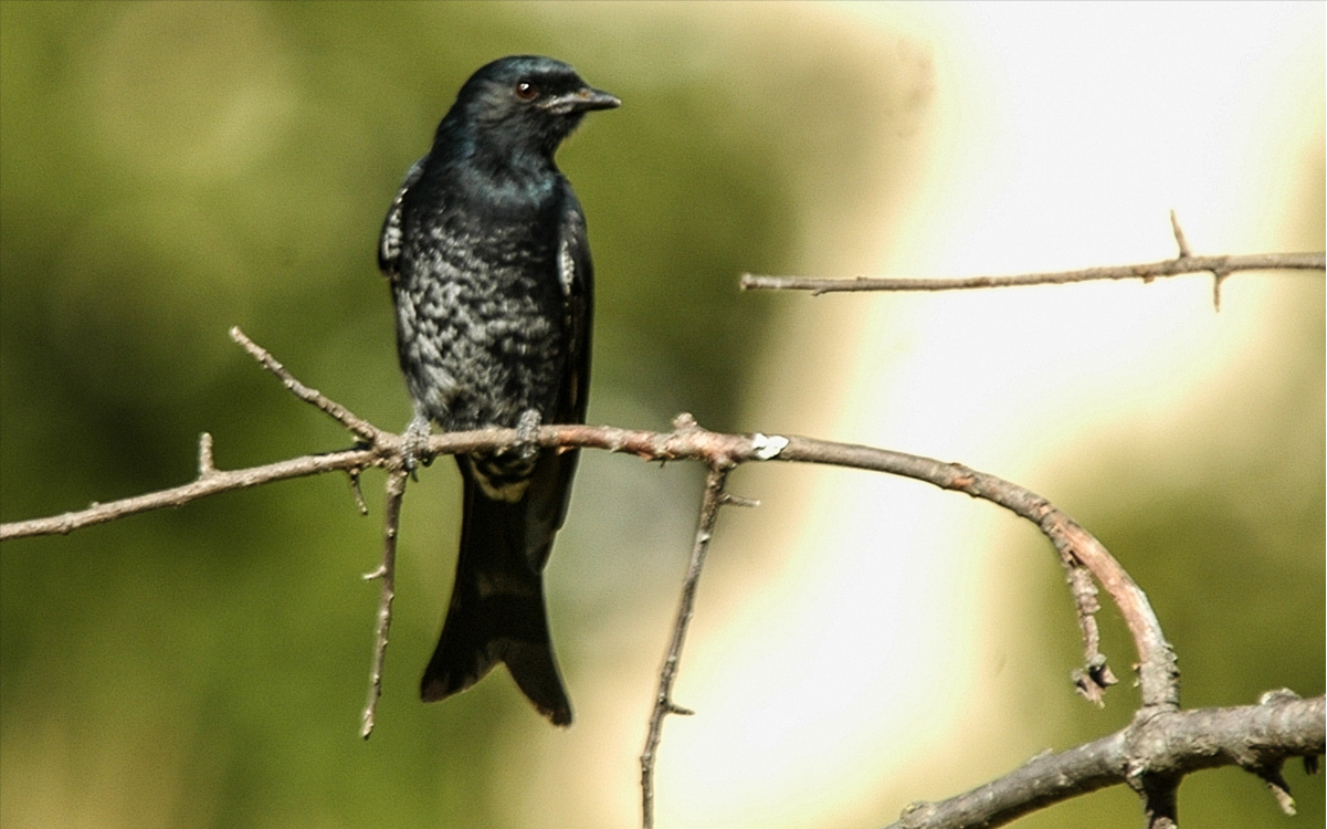 华丽琴鸟,最古老的鸣禽谱系演示"学舌"的起源