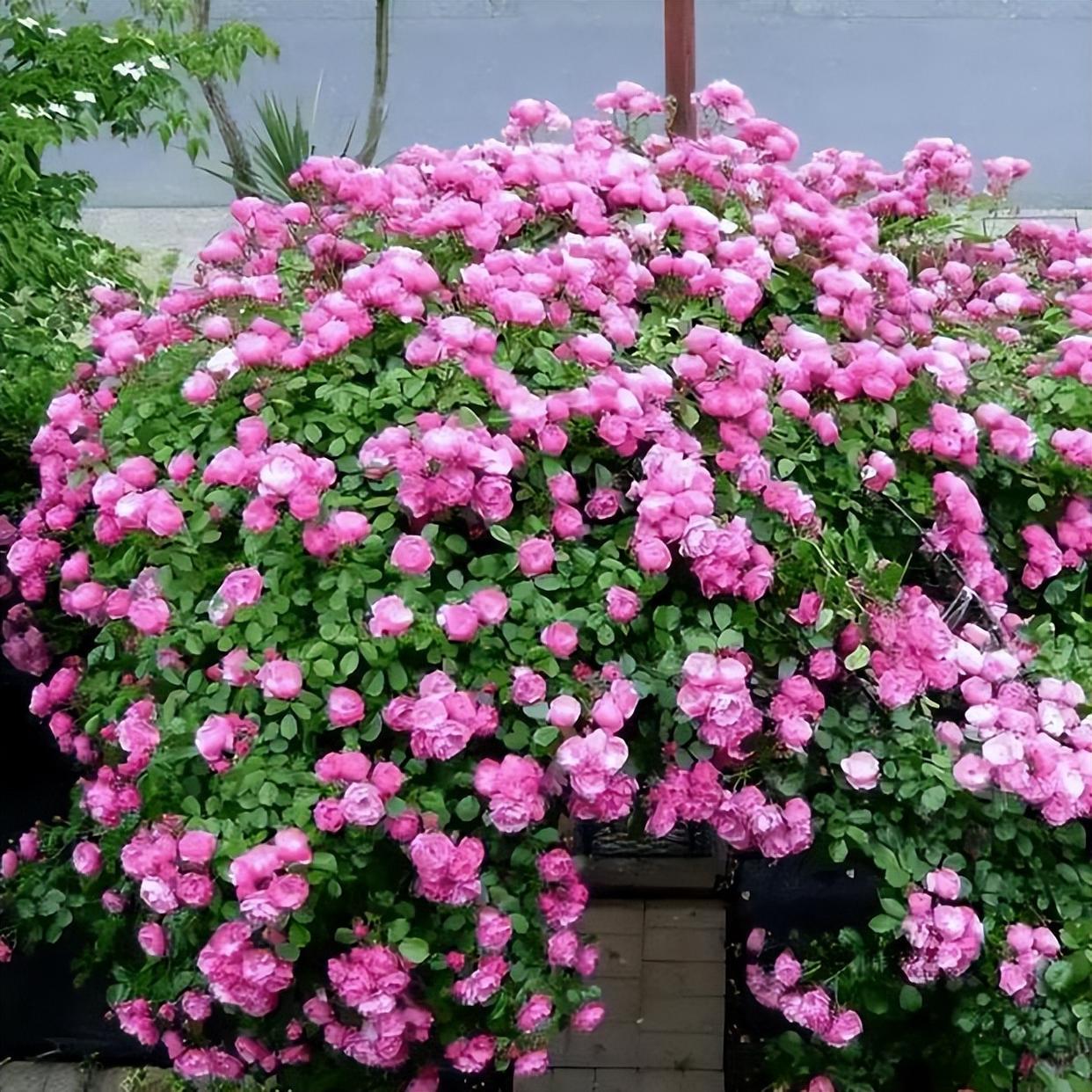 藤本月季,天使安吉拉,一年四季花开满墙!带你观赏一下