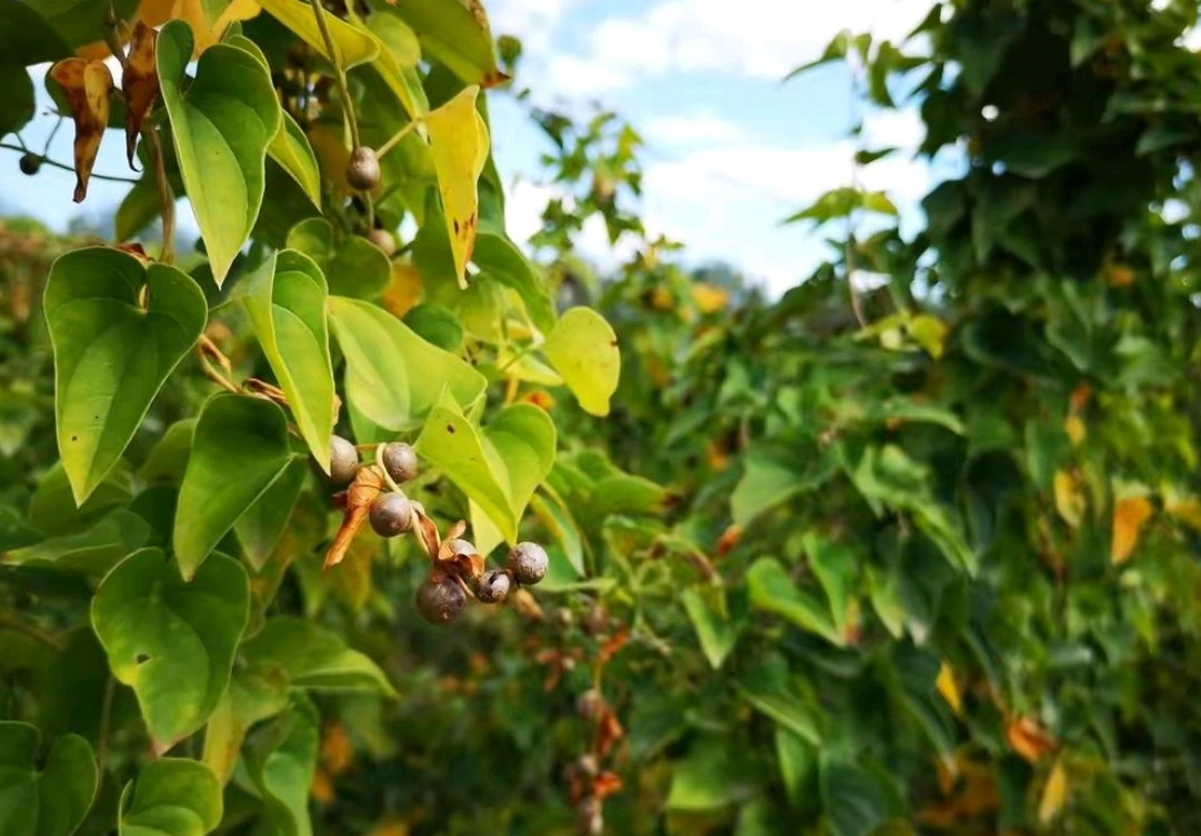 零余子种一天可摘10年,加糖更糯甜,儿时当饭吃,如今不多见