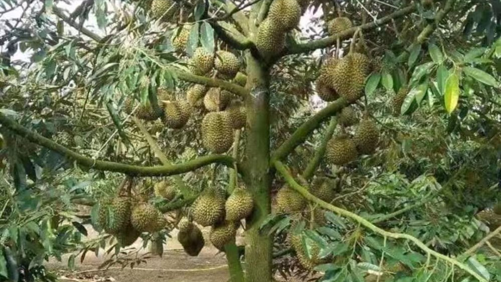 我国种植榴莲的阵势