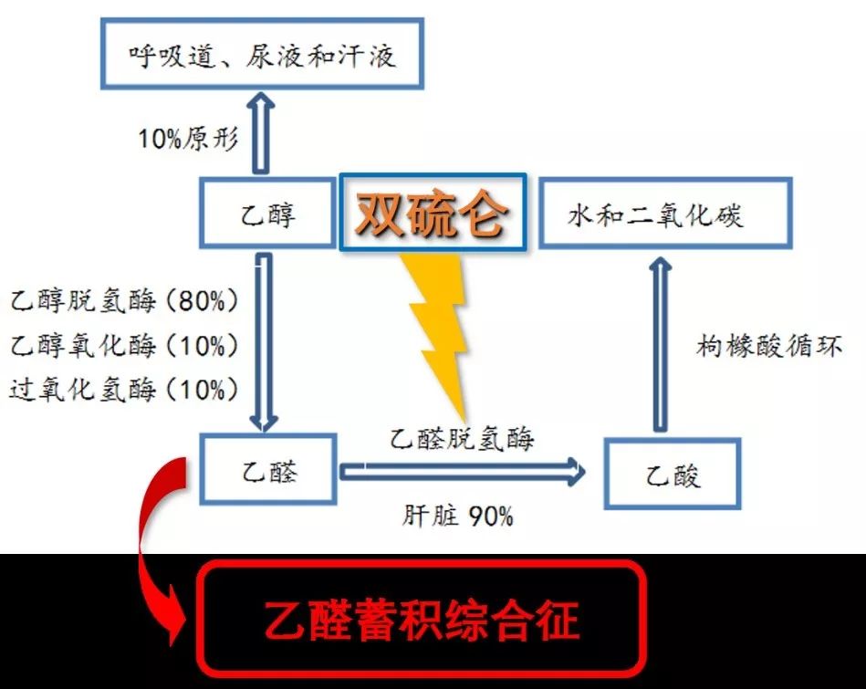 喝酒后皮肤潮红,心跳加速是为啥?了解酒精的吸收,代谢和排泄