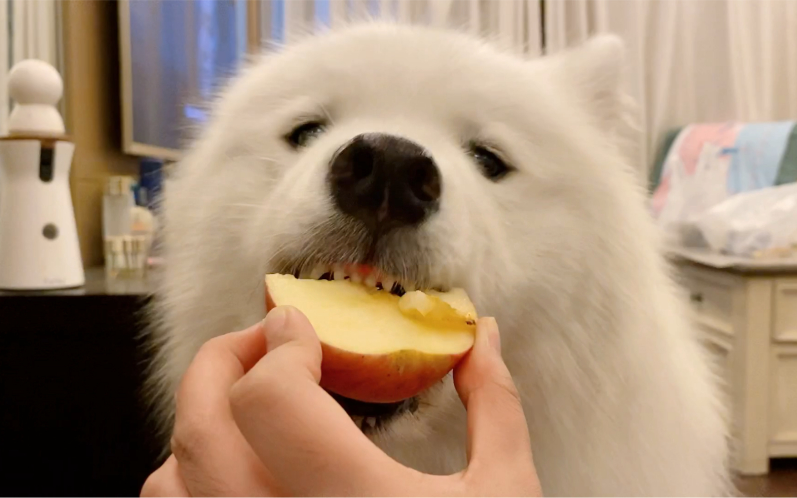 狗狗可以吃的7种蔬果,个个对狗有益,西瓜排第一