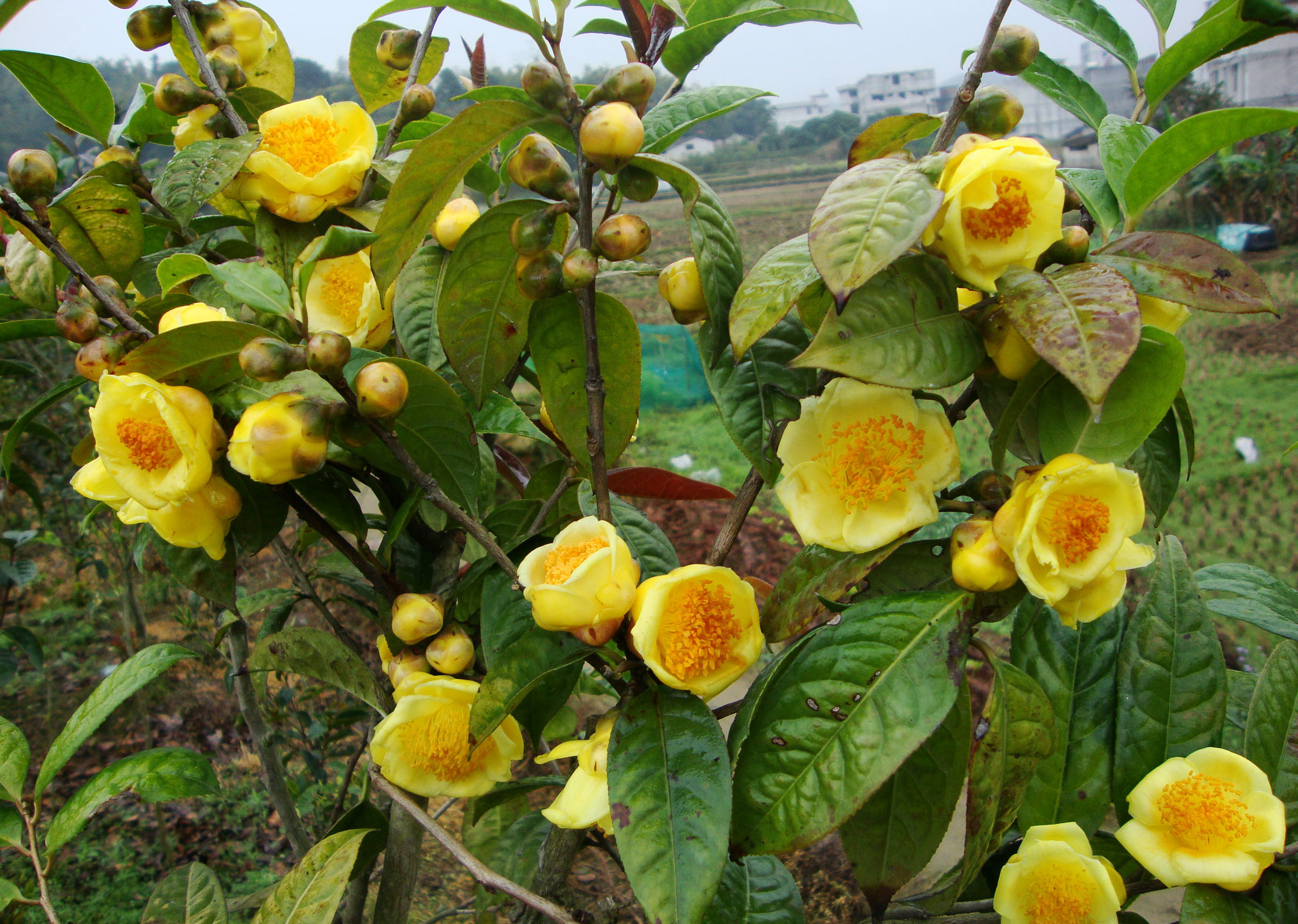 此花被誉为是"植物黄金",色艳又浓香,营养丰富,适合居家养护