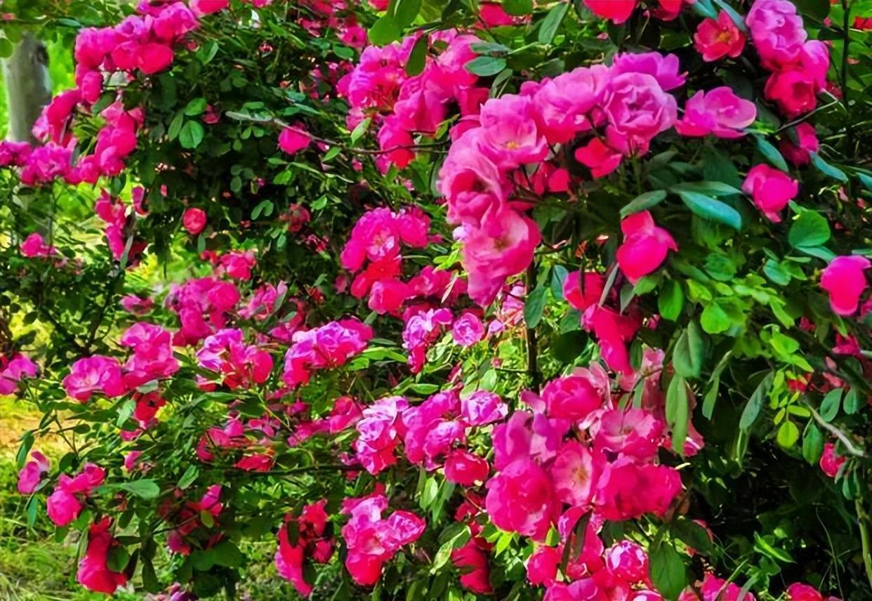 庭院養花,木香花是首選,花期開放時間長,春夏季節不招蟲