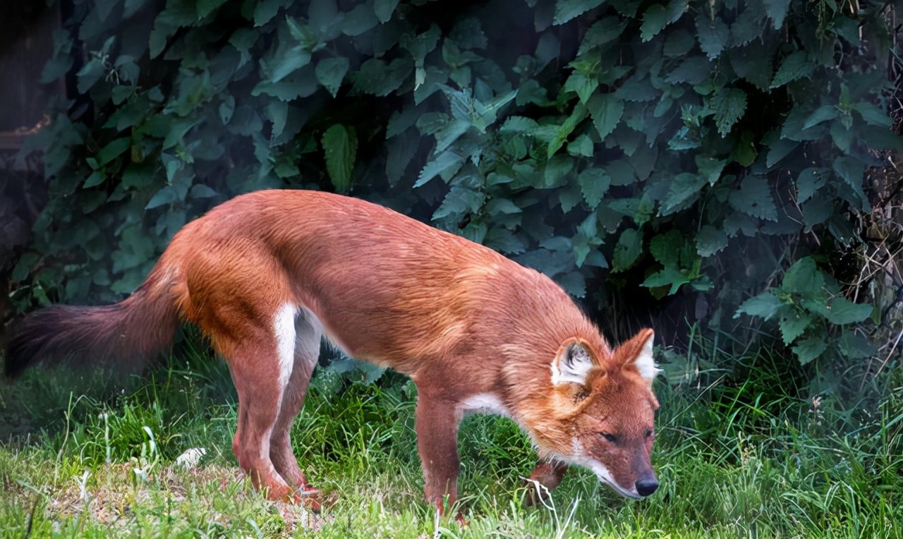祁连山发现10只红毛犬,它们能咬死老虎,被称为猛兽之首