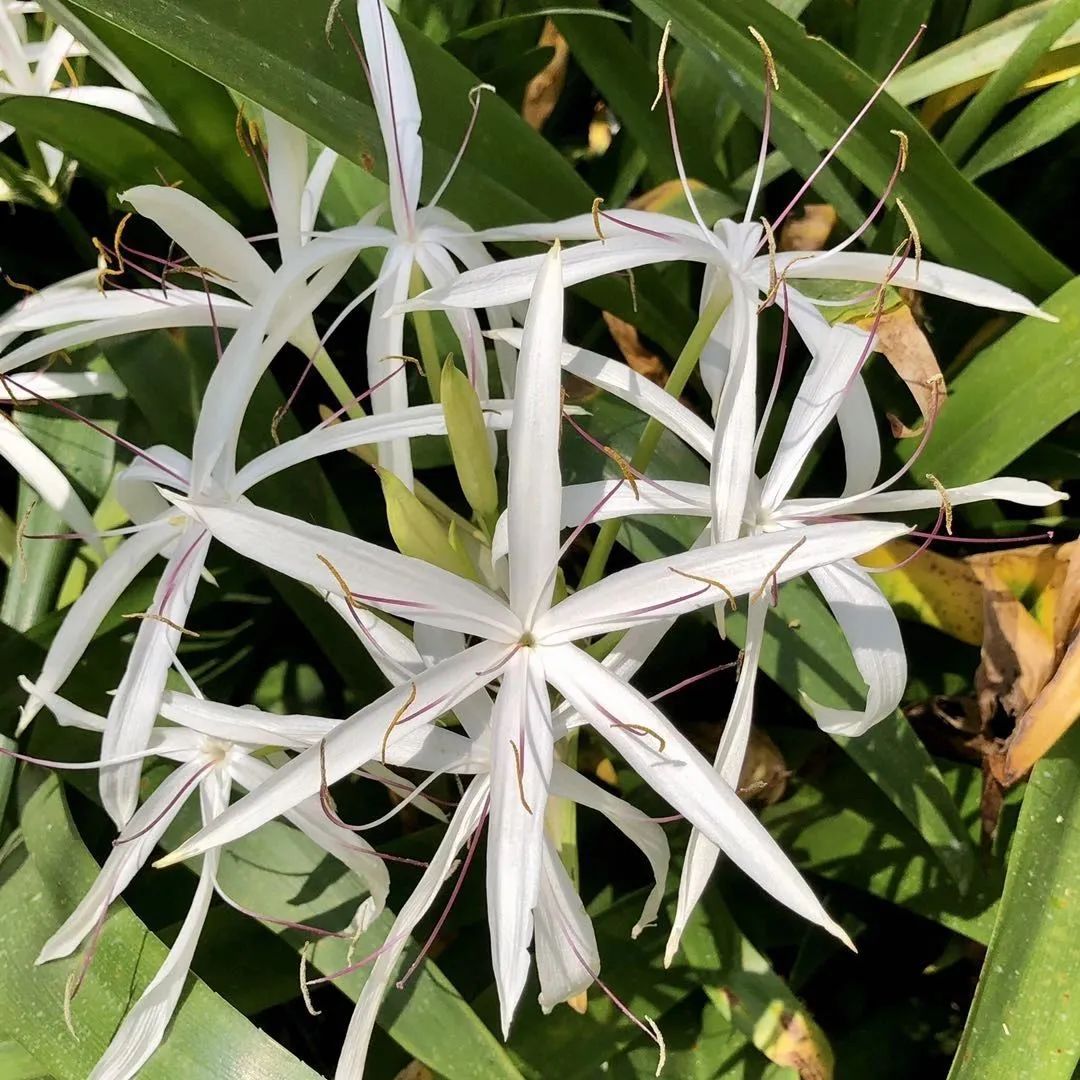 西南文殊兰:了解一下