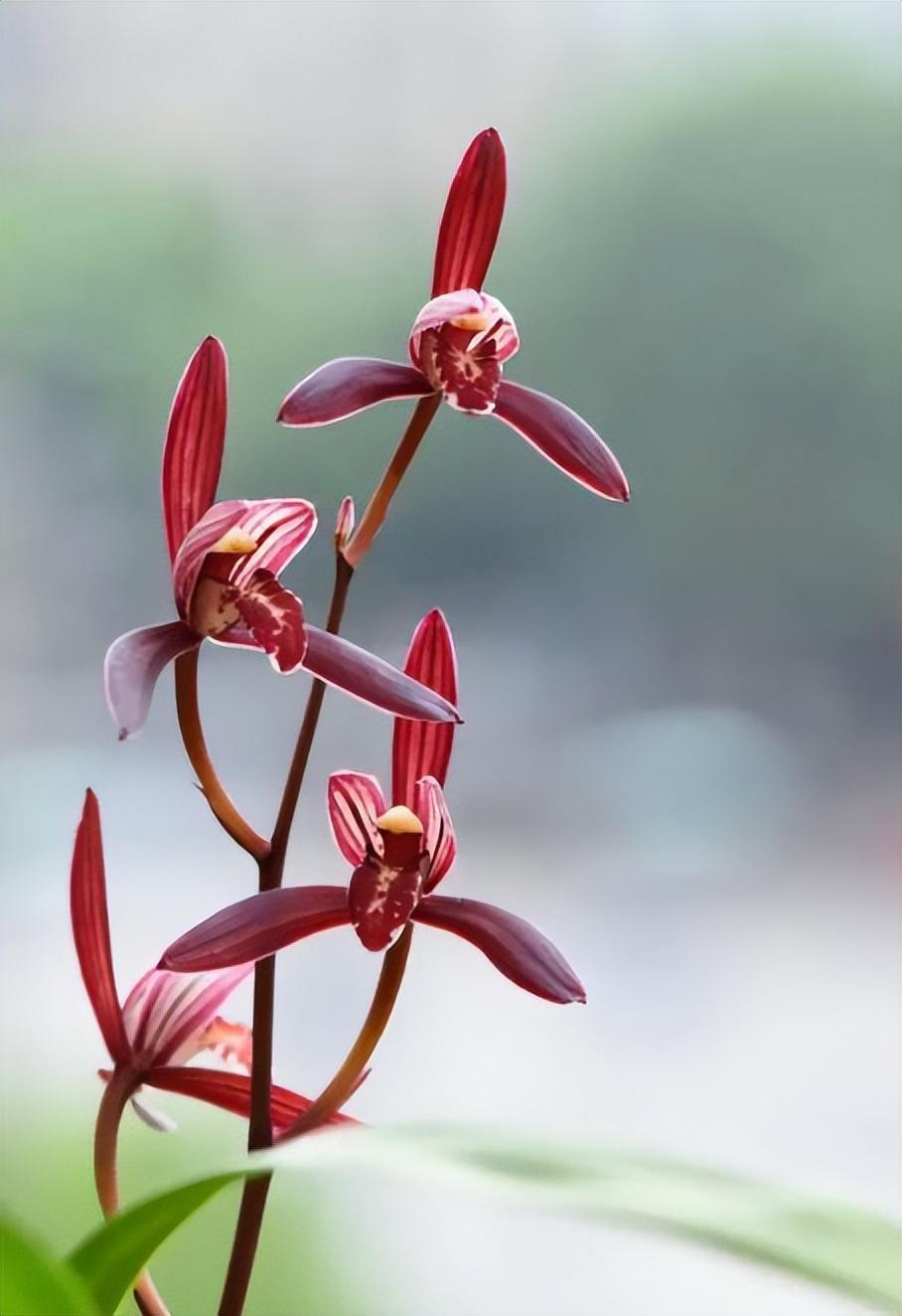 墨宝兰花的叶子图片图片