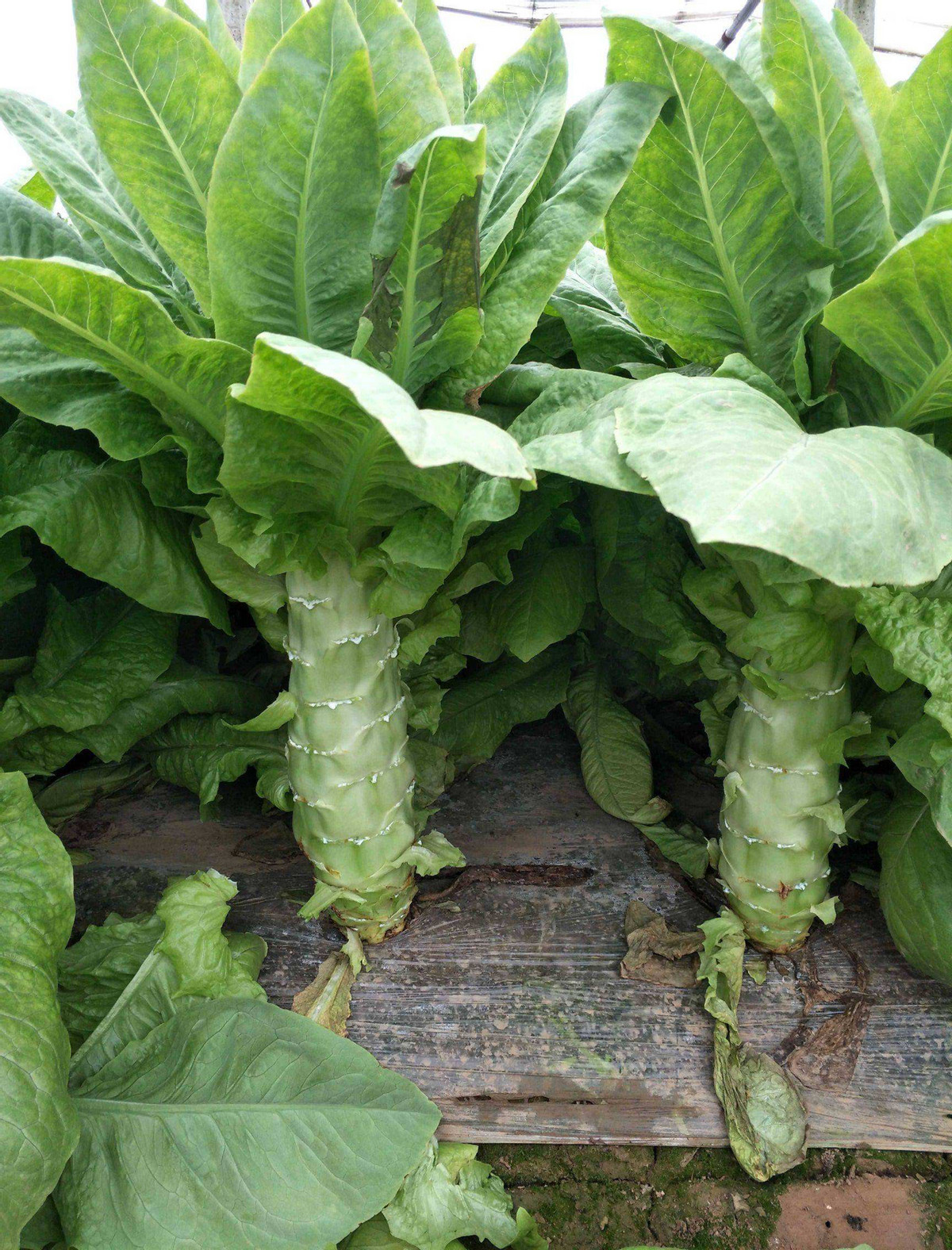 新型农业逐渐壮大,聚焦老农种植经验,分享如何管理莴笋