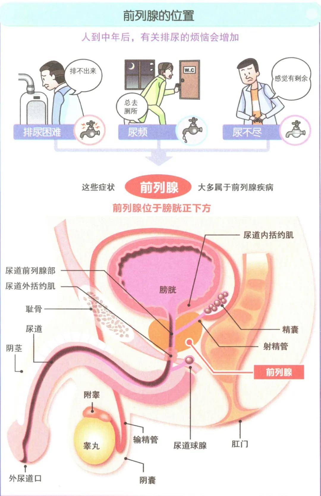 前列腺到底有什么用