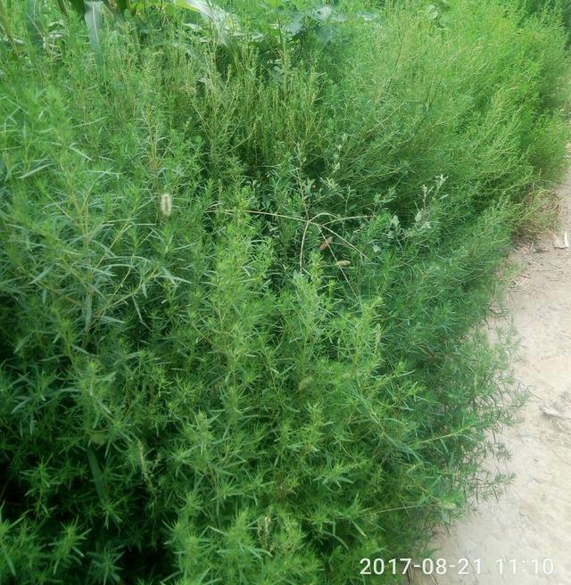 探讨人们药食可用的野生植物~铁蒿!