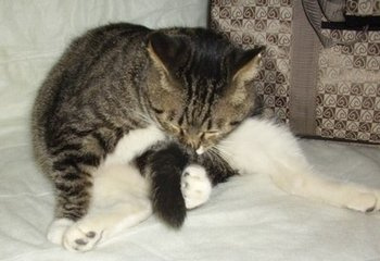 猫咪总是"舔菊花"是什么原因?宠主要重视起来!