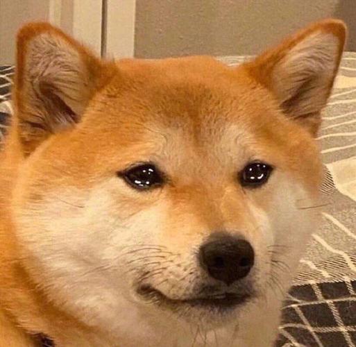 狗狗居然也会哭!关于狗狗"哭"的原因,你知道多少?