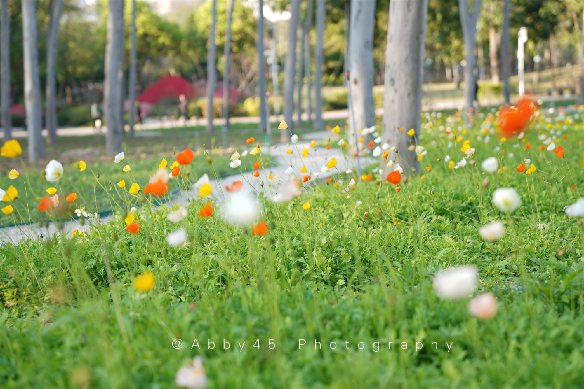 厦门中心花园图片