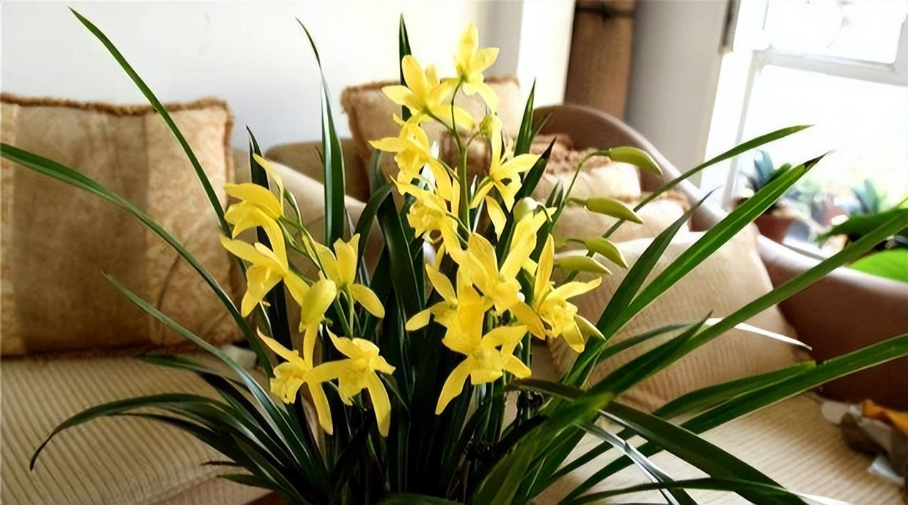 黄金小神童兰花"抗折腾",开花容易,花色耀眼,寓意好