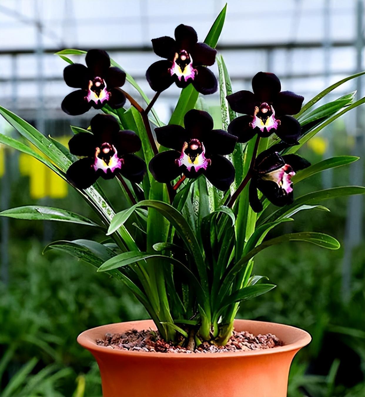 墨兰新宠"黑雪姬",黑杆黑花,花色神秘,兰香浓郁,好养易活