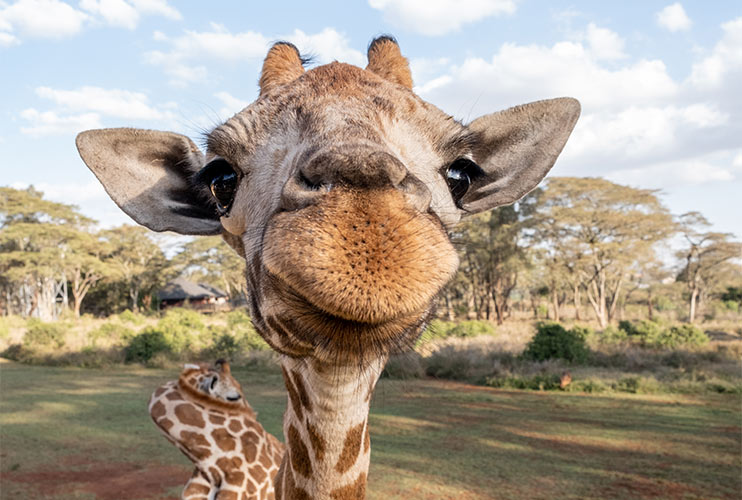 长颈鹿的进化:从短脖子女巫到神话中的长颈神兽!