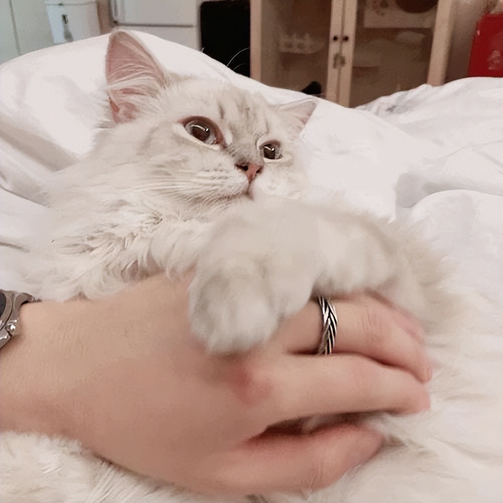 猫咪爱叫,其实传达的"信号"很多,你知道多少呢?