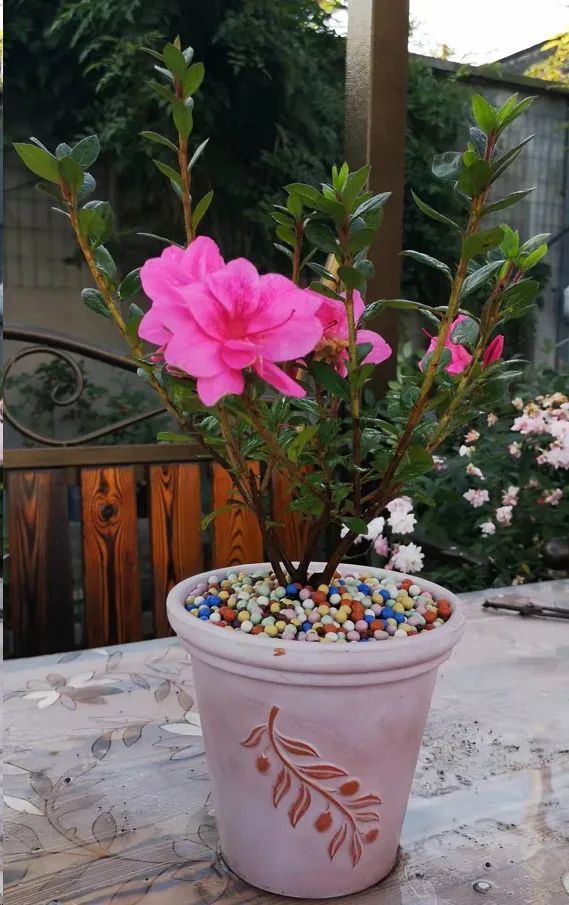 杜鹃花新品种——安酷杜鹃,更为皮实好养,花色娇艳,值得入手