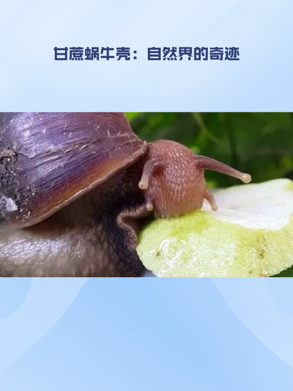 惊艳大自然的奇迹:甘蔗蜗牛壳的美丽与实用功能-度小视