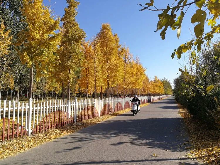 北京沙河北大桥银杏树林尽是黄金衣