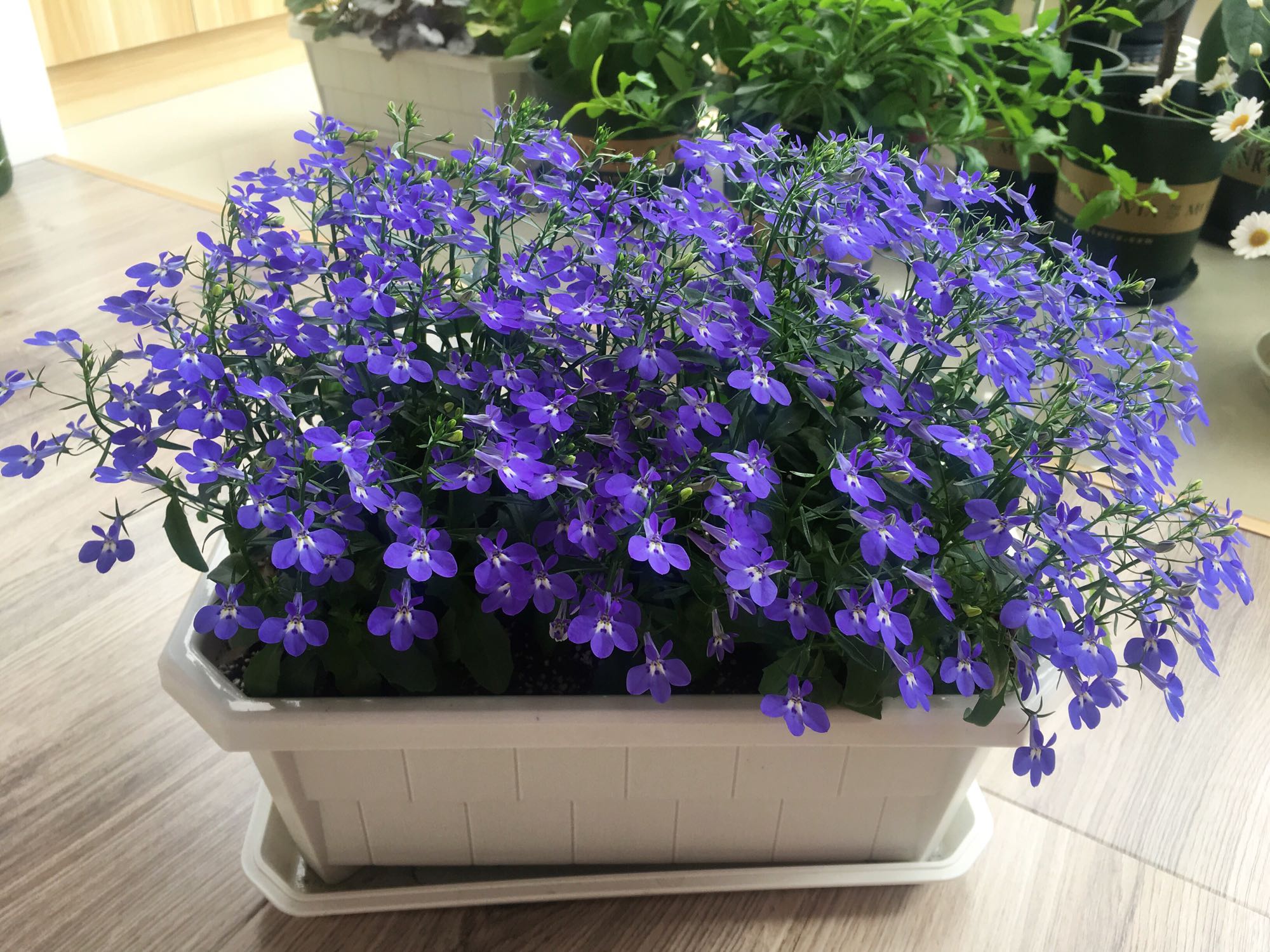 翠蝶花,和阳台很搭的盆栽草花,花色绚丽多彩,好看又好养