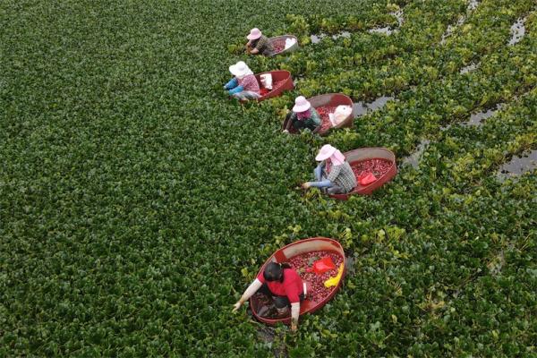 江苏洪泽:采红菱