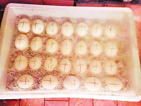 薰衣草网纹蟒产下47枚蛇蛋