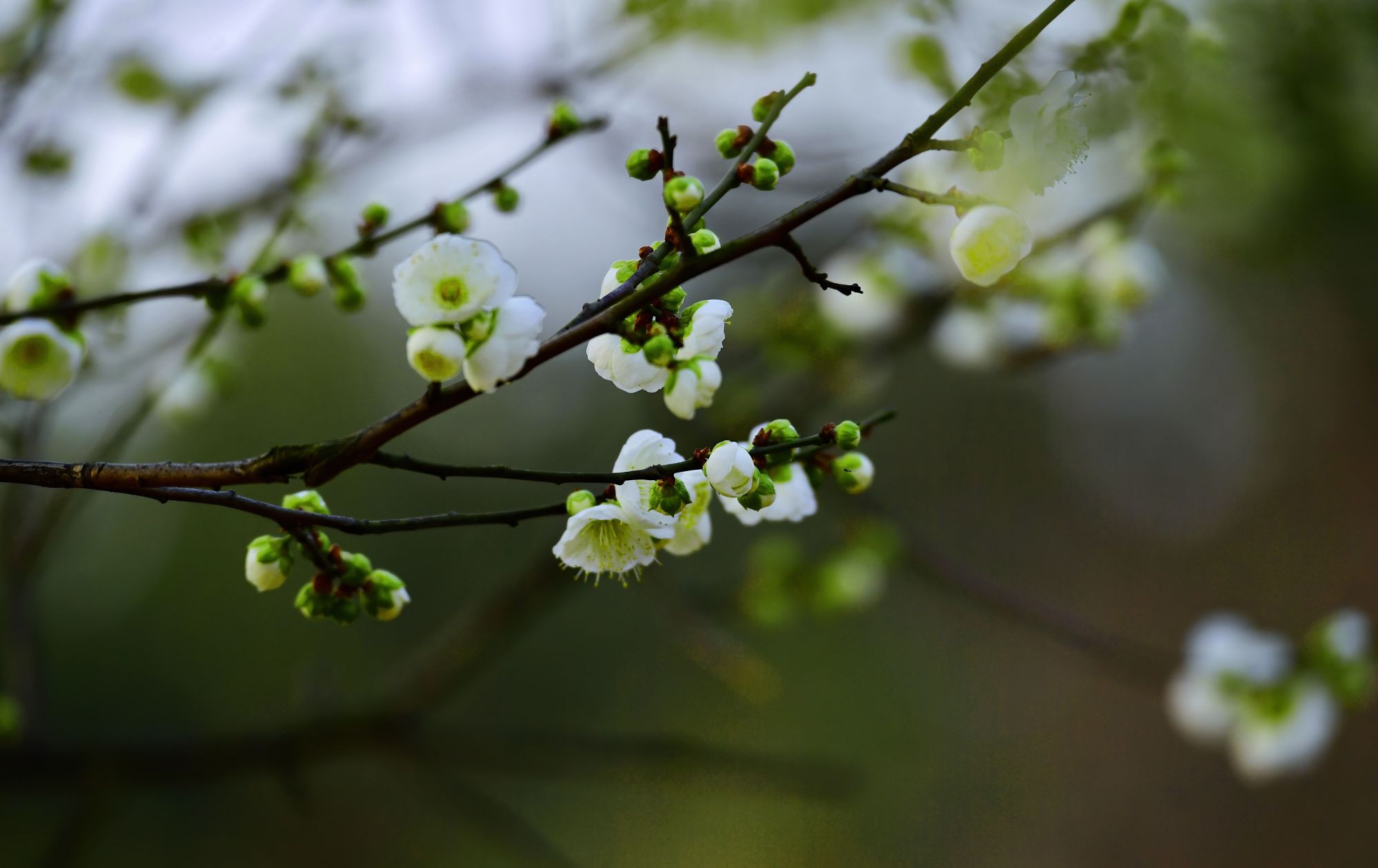 梅花开了,成都植物园邀你寻香赏梅