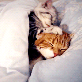 268_268gif 动态图 动图