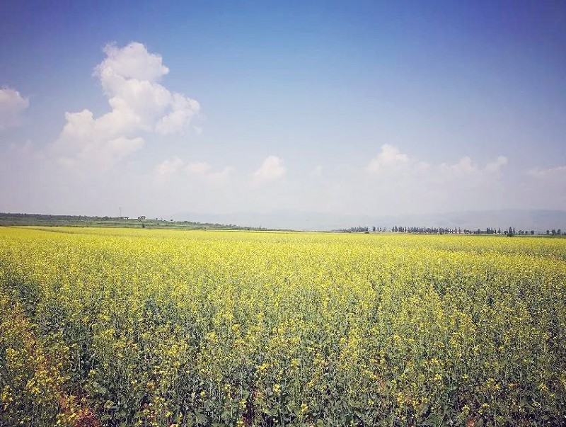 大同市万亩油菜花开映照长城景美