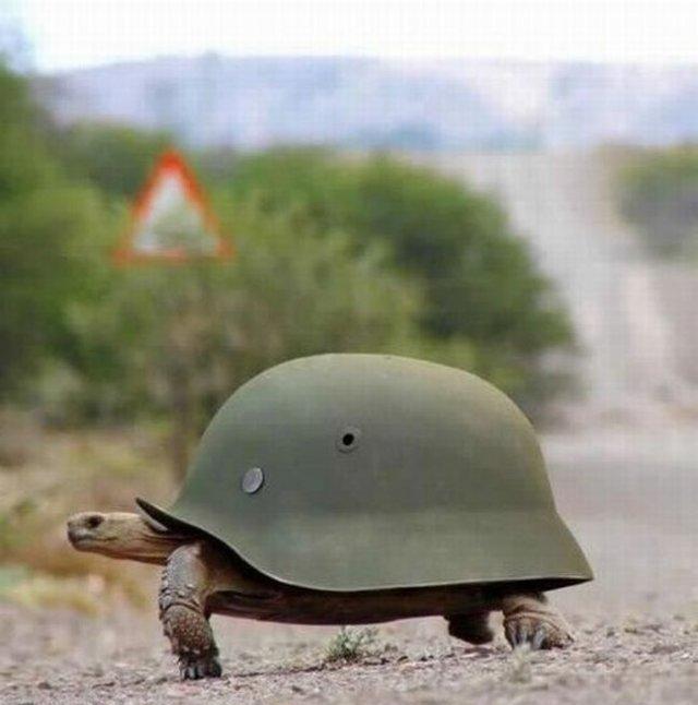 乌龟的照片 搞笑图片图片