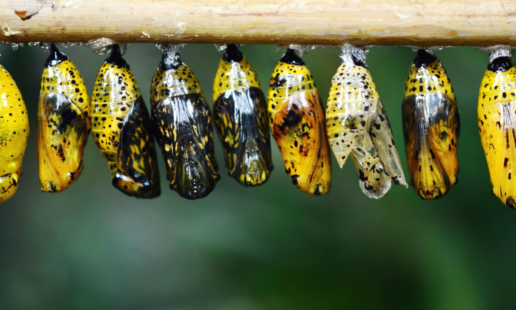 毛毛虫是如何变成蝴蝶和飞蛾的?