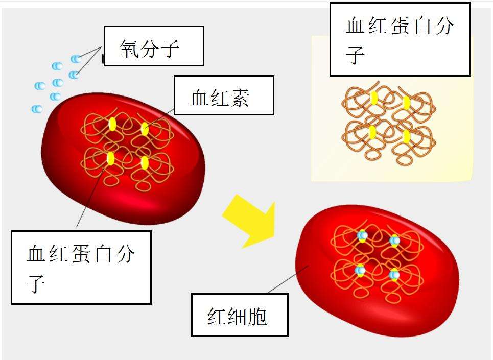 導致患上小兒鐵粒幼紅細胞貧血的原因是什麼,該採取哪些檢查方案