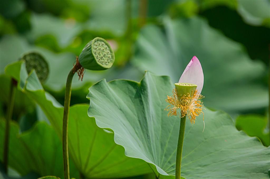 什么的莲蓬图片