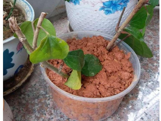 7月,赶紧扦插这6种花,只要沾土就能生根