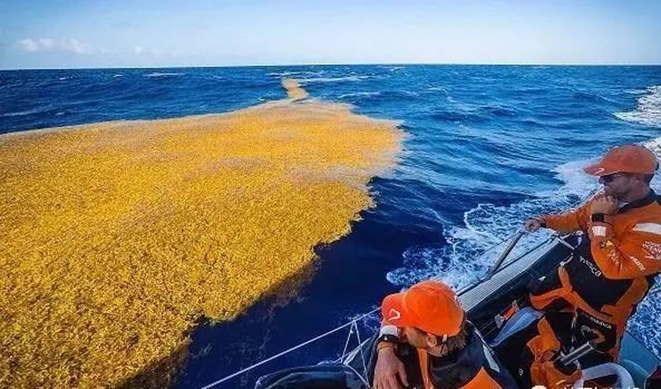 450万平方千米的马尾藻海,有多恐怖?为何被科学家称为海上坟场