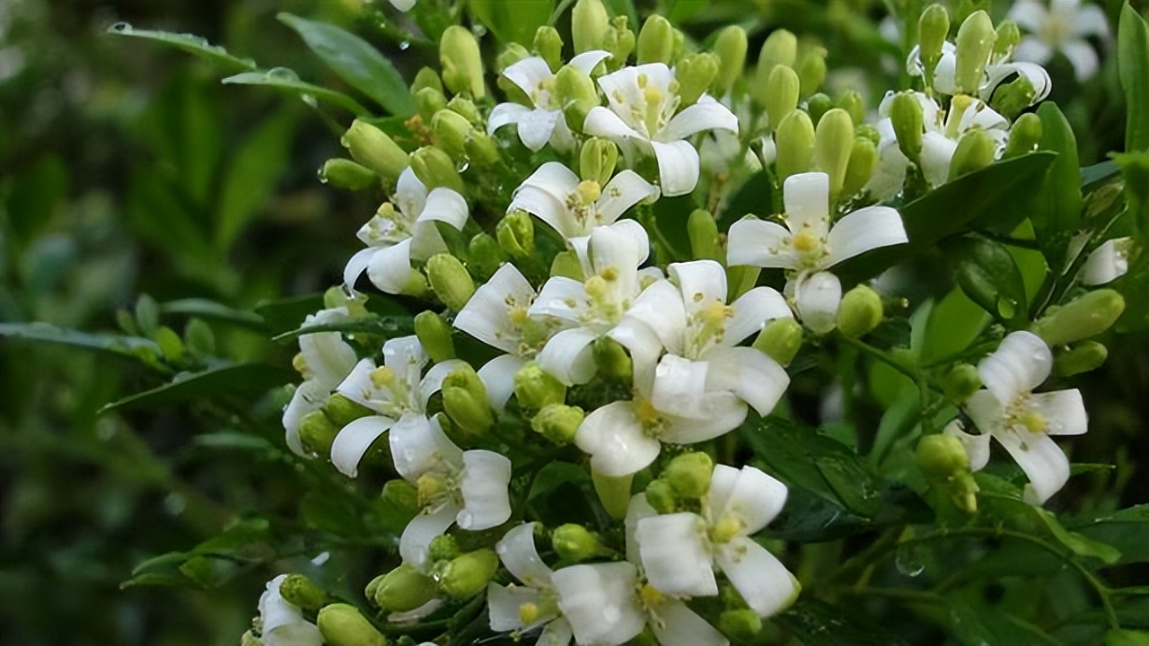 "香水皇后"在阳台放两盆,可以代替空气清新剂,关键是适合新手