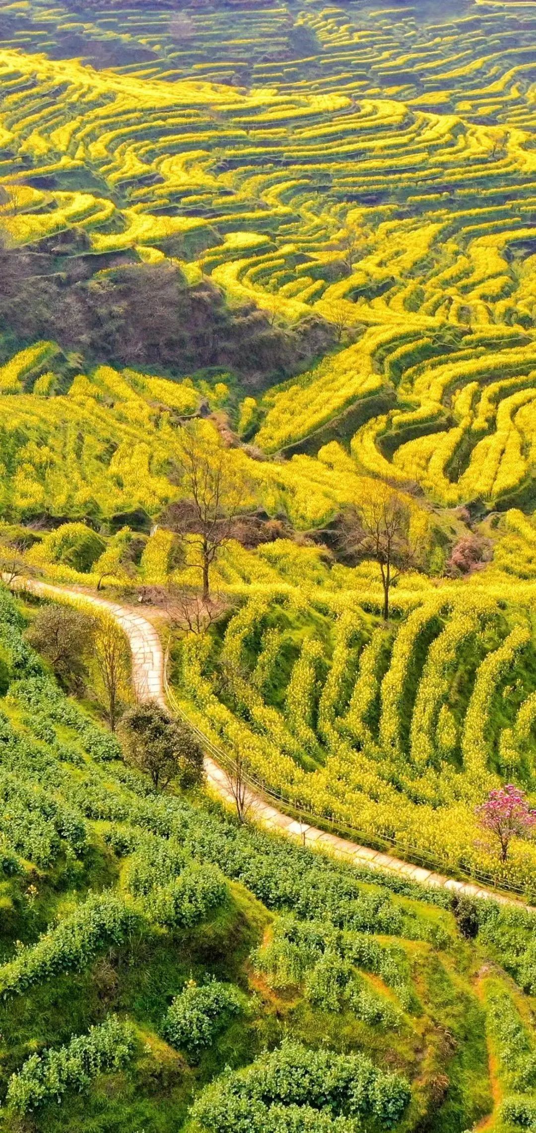 最新花情|婺源篁岭油菜花已进入观赏期!