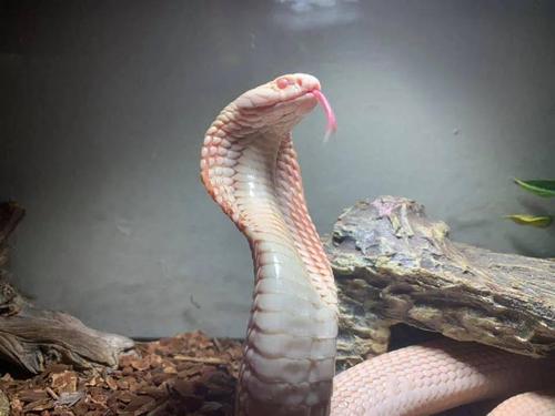 全球最漂亮的十种蛇图片