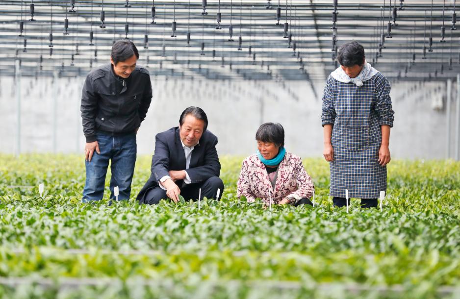 袁从波:一叶绿茶,毕生的探索与情怀