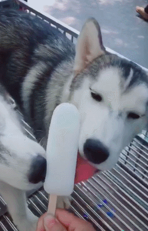 夏天了,再这么养狗等于"谋杀",赶紧改!