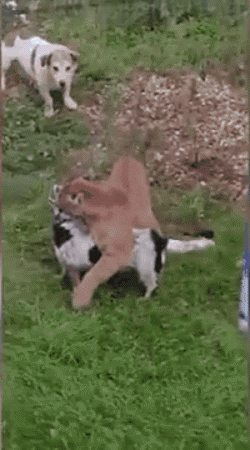 宠物狮子每顿饭吃几斤肉,把家都拆了,主人还笑言就是大点的猫