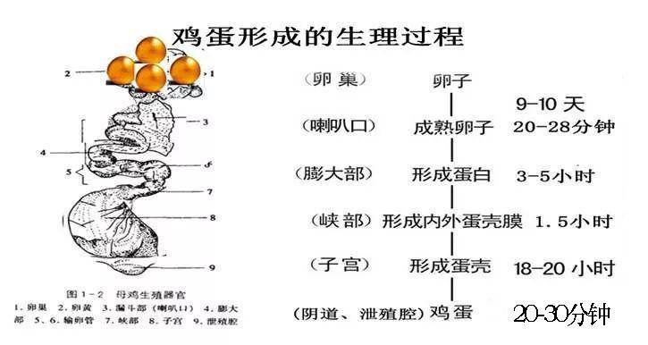 怎么翻出母鸡蛋道图片