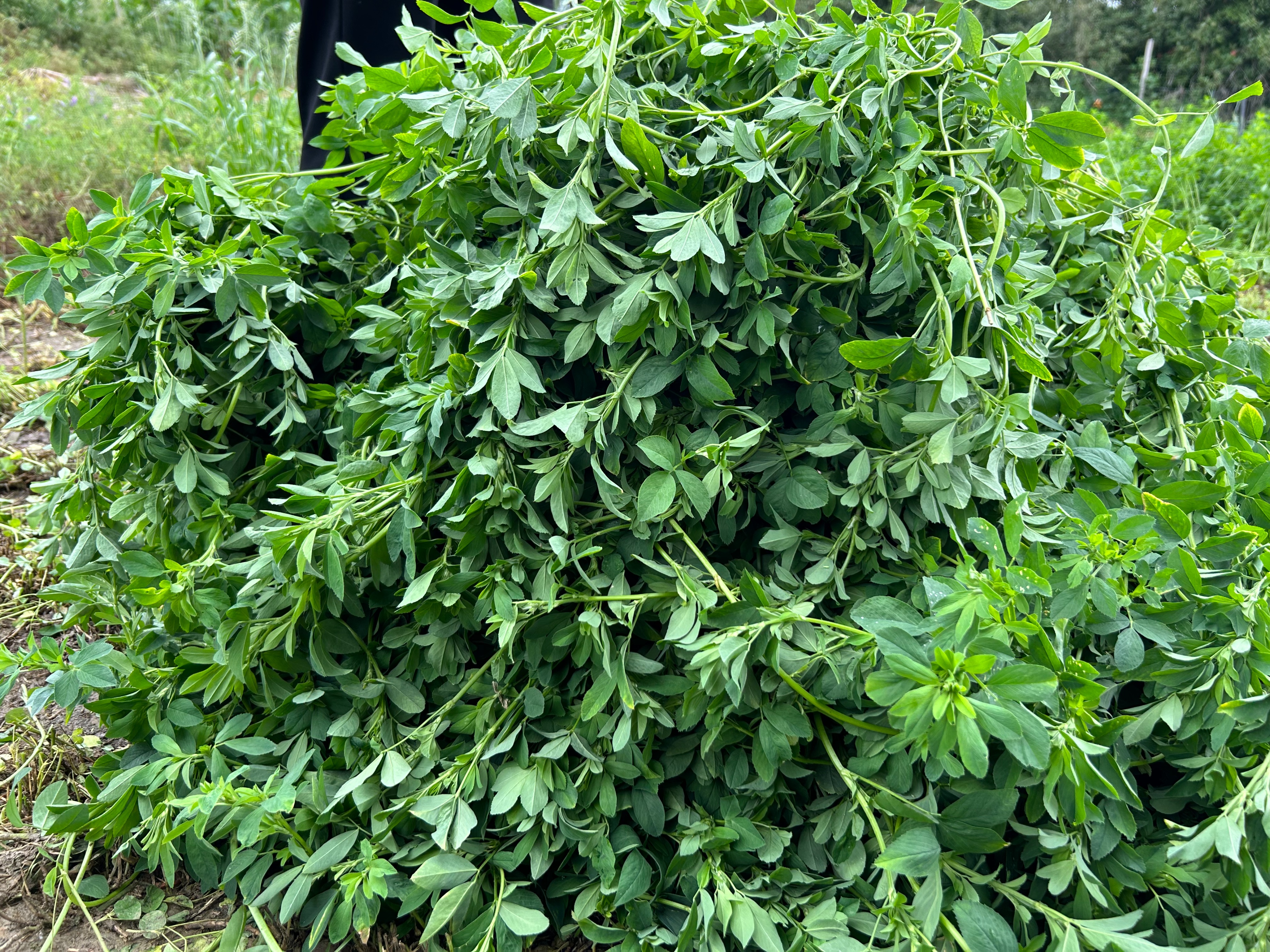 紫花苜蓿草种植海拔图片