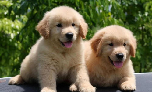 吉娃娃好养吗1金毛犬