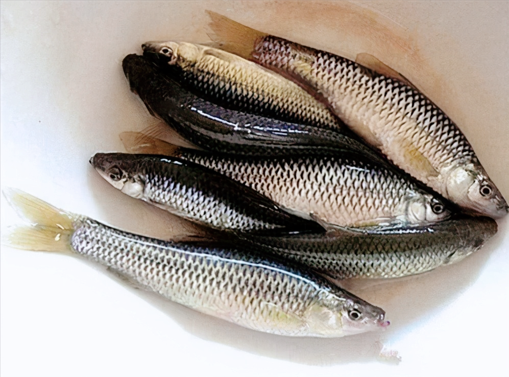 农村田里常见的"偷嘴鱼",人们曾不珍惜,现如今却成了好东西