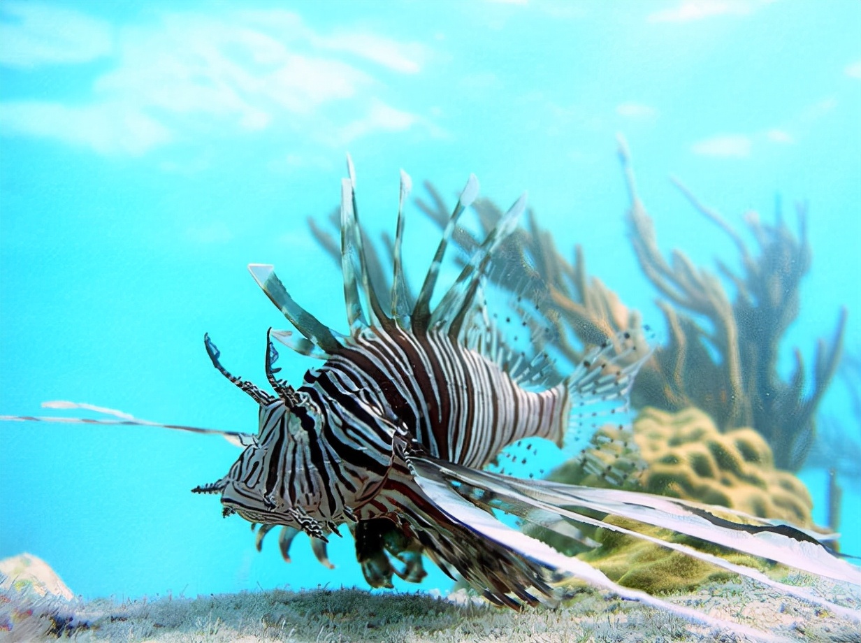 马里亚纳海沟动物图片