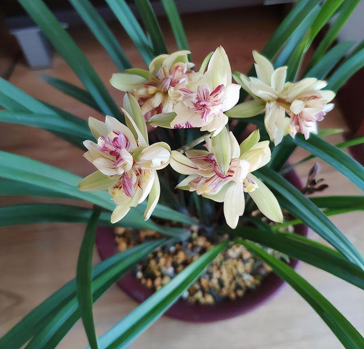 以奇特而闻名的兰花,富山奇蝶,比绿萝还好养,香气馥郁