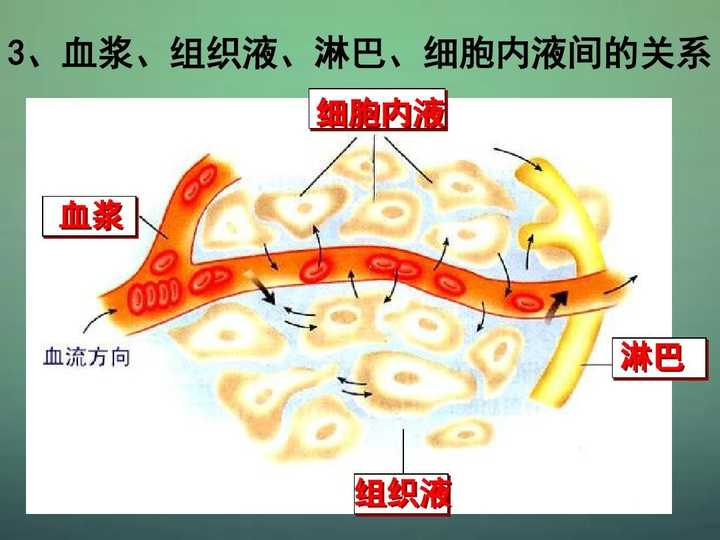 我国科学家发现血液和淋巴之外的第3种体液循环!与经络运行有关